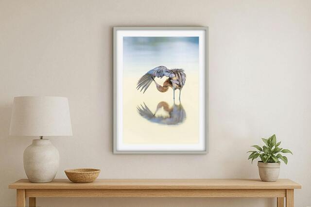 Rackhams Reddish Egret at Dawn - Framed Print 20 x 16 inch - image 1