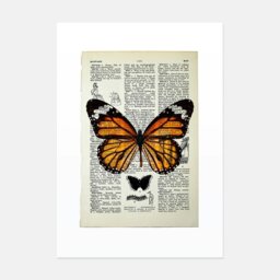 Rackhams Monarch Butterfly Vintage Book Page Art Print - No frame - thumbnail 1