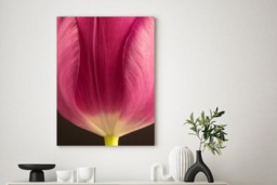 Rackhams Tulip - Framed Print 30 x 20 inch - thumbnail 1