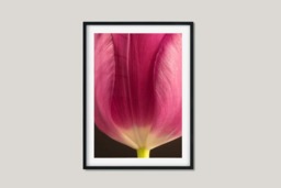 Rackhams Tulip - Framed Print 30 x 20 inch - thumbnail 2