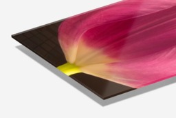 Rackhams Tulip - Framed Print 30 x 20 inch - thumbnail 3