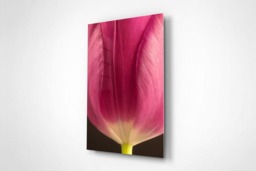 Rackhams Tulip - Framed Print 30 x 20 inch - thumbnail 4