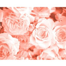 Rackhams Petals Wall Mural - Peach - Peach - Medium - W300cm x H240cm - thumbnail 2