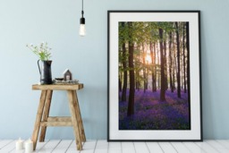 Rackhams Bluebell Sunrise - Framed Print 16 x 12 inch - thumbnail 2
