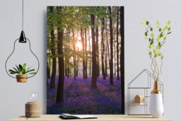 Rackhams Bluebell Sunrise - Framed Print 16 x 12 inch - thumbnail 1