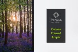 Rackhams Bluebell Sunrise - Framed Print 16 x 12 inch - thumbnail 5
