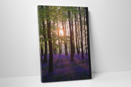 Rackhams Bluebell Sunrise - Framed Print 16 x 12 inch - thumbnail 3