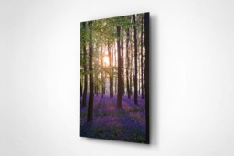 Rackhams Bluebell Sunrise - Framed Print 16 x 12 inch - thumbnail 4