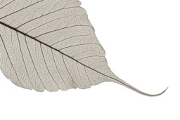 Rackhams Skeleton Leaf - Framed Print 20 x 16 inch - thumbnail 4