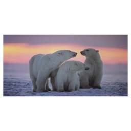 Rackhams Large 3 Polar Bears Canvas Print, Black and White Wildlife Wall Art, 100 x 50 cm, Stretched Canvas on Wooden Frame