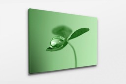 Rackhams Clover Dew Drop - Framed Print 20 x 16 inch - thumbnail 3