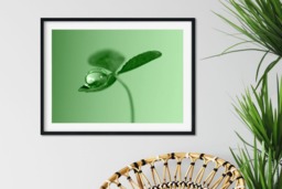 Rackhams Clover Dew Drop - Framed Print 20 x 16 inch - thumbnail 1