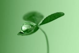 Rackhams Clover Dew Drop - Framed Print 20 x 16 inch - thumbnail 4