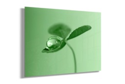 Rackhams Clover Dew Drop - Framed Print 20 x 16 inch - thumbnail 2