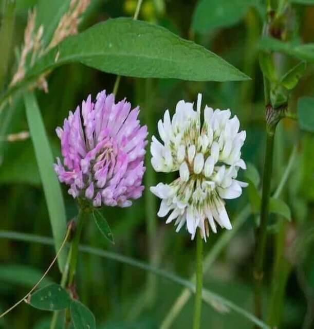 Rackhams Mix White Red Clover Seeds: Low-Maintenance Ground Cover 200 m² - image 1