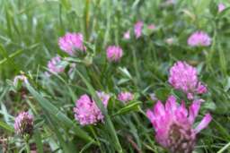 Rackhams Mix White Red Clover Seeds: Low-Maintenance Ground Cover 200 m² - thumbnail 3
