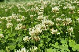 Rackhams Mix White Red Clover Seeds: Low-Maintenance Ground Cover 200 m² - thumbnail 2