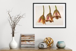 Rackhams Dew Bells - Framed Print 30 x 20 inch - thumbnail 1