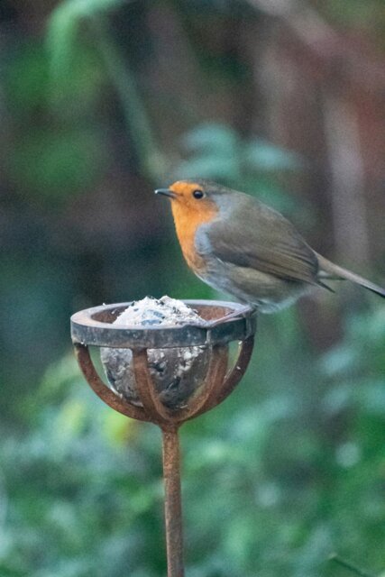 Rackhams Fat Ball Bird Feeder Stake - image 1