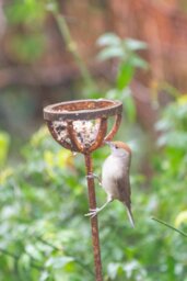 Rackhams Fat Ball Bird Feeder Stake - thumbnail 2