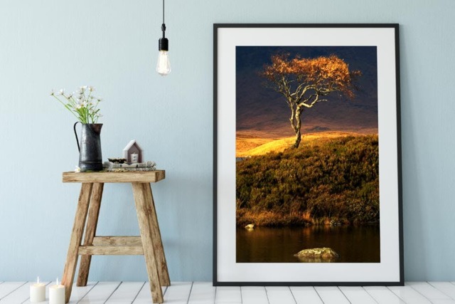 Rackhams Autumn Tree - Framed Print 20 x 16 inch - image 1