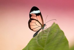 Rackhams Glasswing Butterfly - Framed Print 30 x 20 inch - thumbnail 4