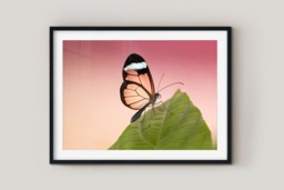 Rackhams Glasswing Butterfly - Framed Print 30 x 20 inch - thumbnail 2