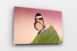 Rackhams Glasswing Butterfly - Framed Print 30 x 20 inch - thumbnail 3