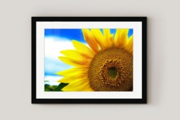 Rackhams Sunflower - Framed Print 30 x 20 inch - thumbnail 2