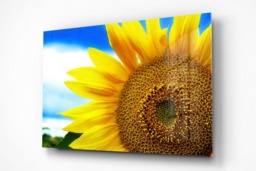 Rackhams Sunflower - Framed Print 30 x 20 inch - thumbnail 3
