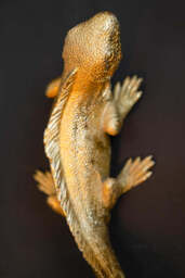 Gold Lizard Table/Wall Light - thumbnail 5