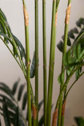 Extra Large Faux Bamboo Tree - thumbnail 5