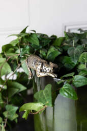 Lounging Leopard Antiqued Bronze Ornament - thumbnail 3