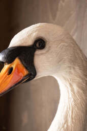 Large White Faux Swan Head Wall Art - thumbnail 5