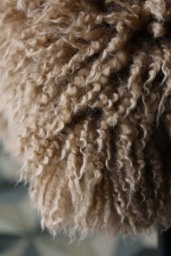 Curly Sheepskin Rug In Butterscotch - thumbnail 5