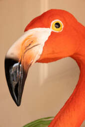 Large Faux Flamingo Head Wall Art - thumbnail 4