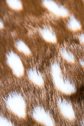 Faux Deer Hide Rug - thumbnail 3