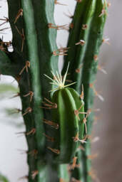 Large Faux Cactus Plant - thumbnail 3