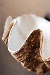 Clam Shell Wall Shelf - thumbnail 5