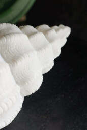 Sandstone Shell Table Lamp - thumbnail 5