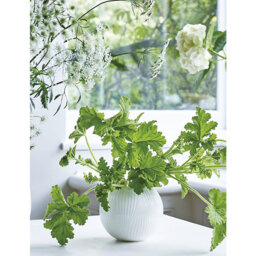 Wedgwood White Folia Fine Bone China Bulb Vase 23cm - thumbnail 2
