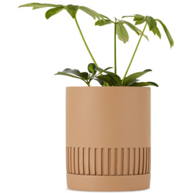 Capra Designs SSENSE Exclusive Tan Etch Planter