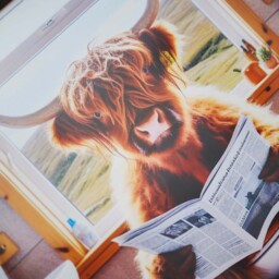 Male Highland Cow On Loo Wall Art - Male Highland Cow On Loo 30x30 - thumbnail 3
