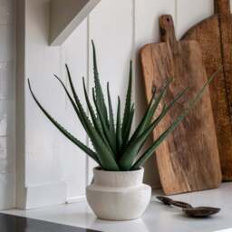 Artificial Aloe Vera In Ceramic Pot - Faux Aloe Vera in Ceramic Pot 41X46CM