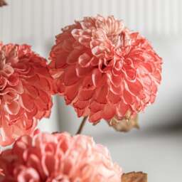 Dahlina Pink Set Of 6 Artificial Flowers - DHD Faux Stem Dahlia Apricot 73CM 6Pk - thumbnail 3