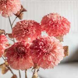 Dahlina Pink Set Of 6 Artificial Flowers - DHD Faux Stem Dahlia Apricot 73CM 6Pk - thumbnail 2