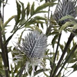 Eryngium Thistle - Eryngium Thistle - thumbnail 3
