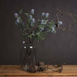 Eryngium Thistle - Eryngium Thistle