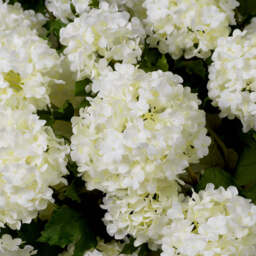 Eichholtz Bouquet Of Hydrangeas Snowball - Bouquet of Hydrangeas Snowball - thumbnail 2