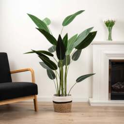 Bird Of Paradise Tree 160CM - 160CM Bird Of Paradise Tree